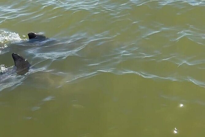 Private 2 Hour Dolphin & Eco Tour Marco Island, FL - Who Will Love This Tour?