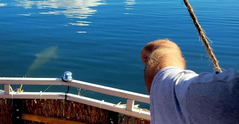 Private 2 hour Dolphin Sightseeing tour- Melbourne - Key Points