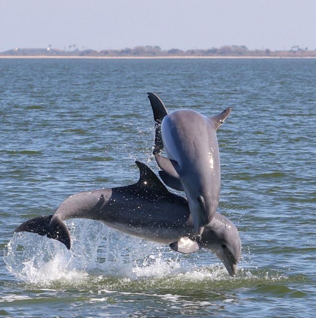 Private 2 hour Dolphin Sightseeing tour- Melbourne - FAQ