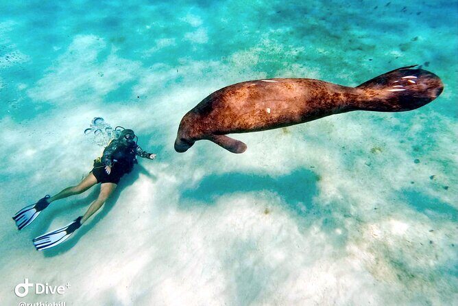 Private 2-Tank Dive with PADI Instructor for Certified Divers - Who Will Most Enjoy This Experience?