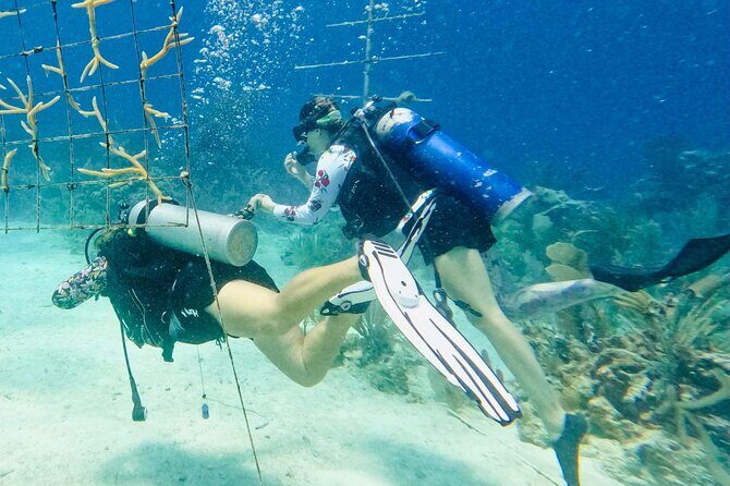 Private 2-Tank Dive with PADI Instructor for Certified Divers - Final Thoughts: Is This Tour Right for You?
