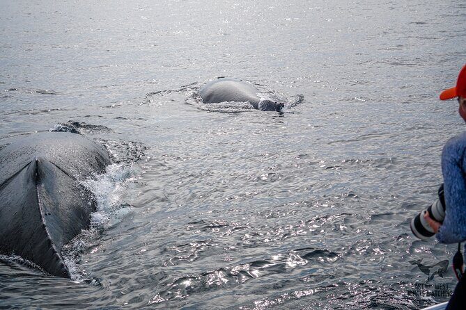 Private 2hr Supreme Whale/Dolphin Watching Tour, Newport Beach CA - Key Points