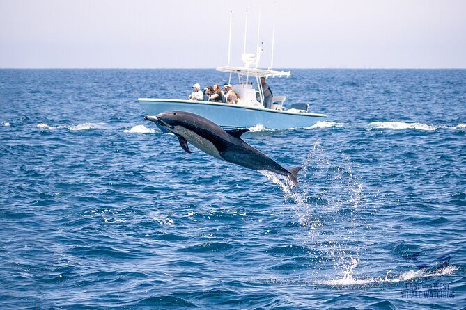 Private 2hr Supreme Whale/Dolphin Watching Tour, Newport Beach CA - The Experience in Detail: What to Expect on the Tour