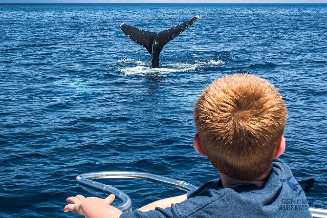 Private 2hr Supreme Whale/Dolphin Watching Tour, Newport Beach CA - Practical Tips for a Smooth Experience