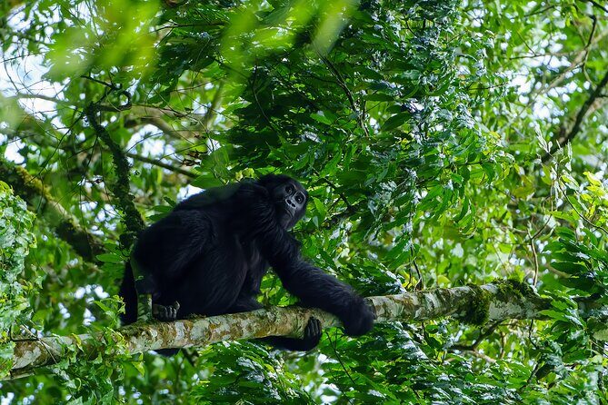 Private 3 Day Gorilla Trekking Safari in Uganda - What Makes This Tour Stand Out?