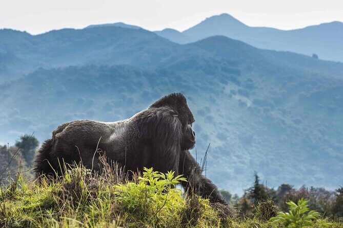 Private 3 Day Gorilla Trekking Safari in Uganda - Pricing and Value