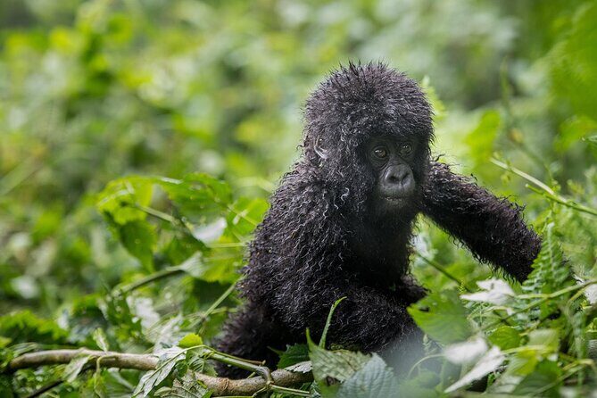 Private 3 Day Gorilla Trekking Safari in Uganda - The Experience in a Nutshell