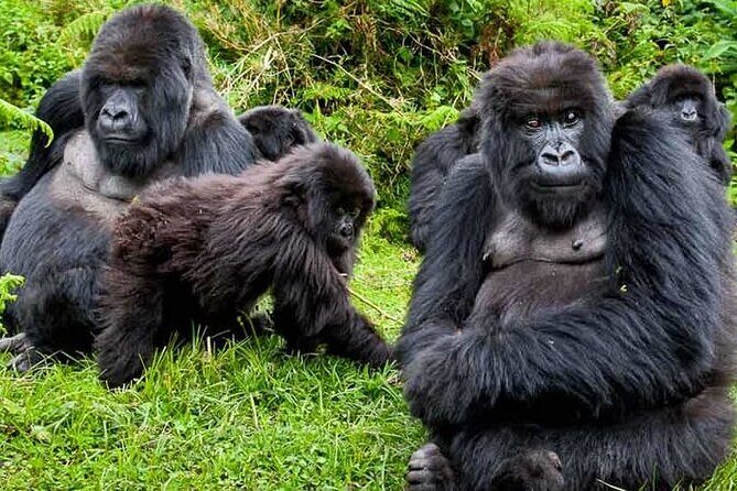 Private 3 Day Gorilla Trekking Safari in Uganda - Who Will Love This Tour?