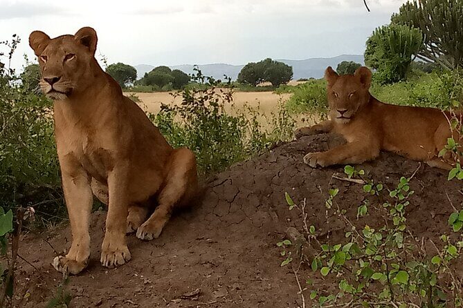 Private 3-Day Tour in Queen Elizabeth Park Safari - FAQ