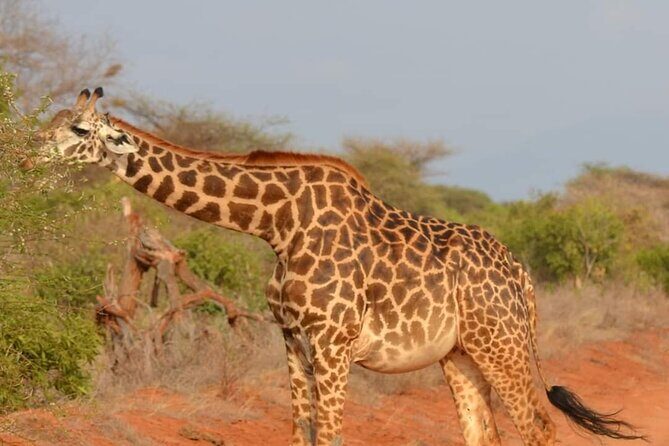 Private 3 Day Tsavo East Safari from Mombasa - Final Thoughts: Is This Safari Right for You?
