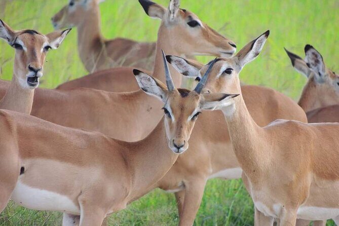 Private 3 Days 2 Nights Mikumi Adventures - What Could Be Better
