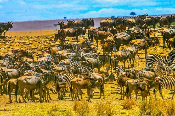 Private 3 Days Astounding Masai Mara Migration Safari. - What’s Included and What’s Not