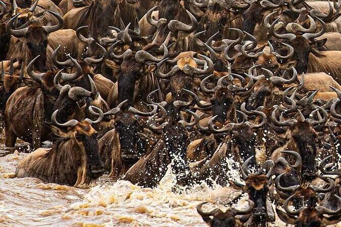 Private 3 Days Astounding Masai Mara Migration Safari. - Accommodation and Comfort