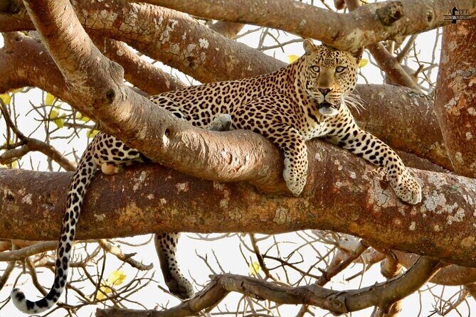 Private 3 Days Astounding Masai Mara Migration Safari. - Practical Tips and Considerations