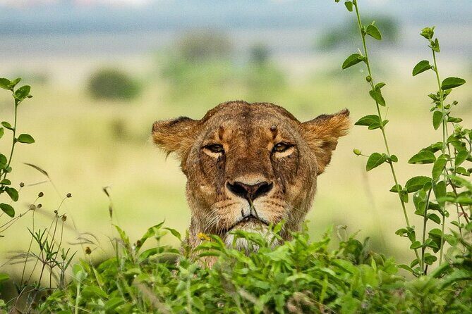 Private 3 Days Astounding Masai Mara Migration Safari. - Authenticity and Reviews