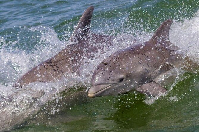 Private 3 hour Charter and Sandbar in Islamorada - FAQs