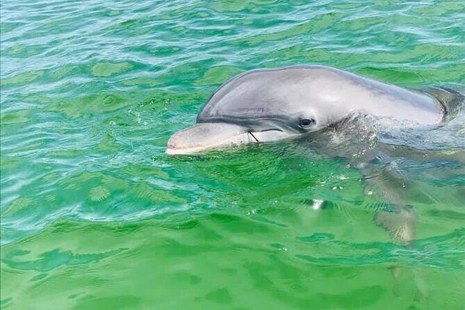 Private 3 Hour Powerboat Dolphin Cruise with Remote Beach Stop up to 6 guests - Key Points