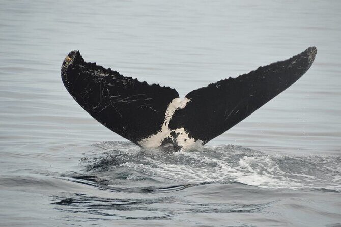 Private 3-hour Whale Watching Activity in Mazatlan - Key Points