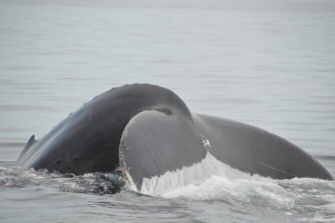 Private 3-hour Whale Watching Activity in Mazatlan - What to Expect on the Tour
