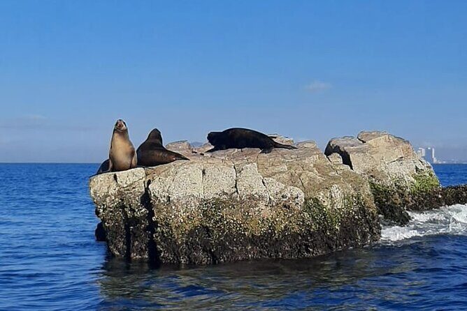 Private 3-hour Whale Watching Activity in Mazatlan - FAQs