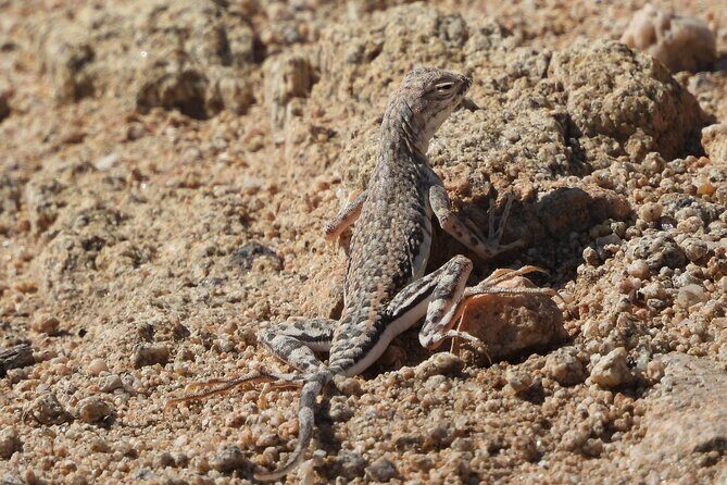 Private-36 Hour Adventure in Joshua Tree National Park - FAQ