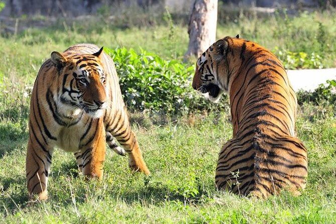 Private 4-Day Ranthambhore Tiger Safari Tour to Agra and Jaipur from Delhi - Detailed Review of the 4-Day Itinerary