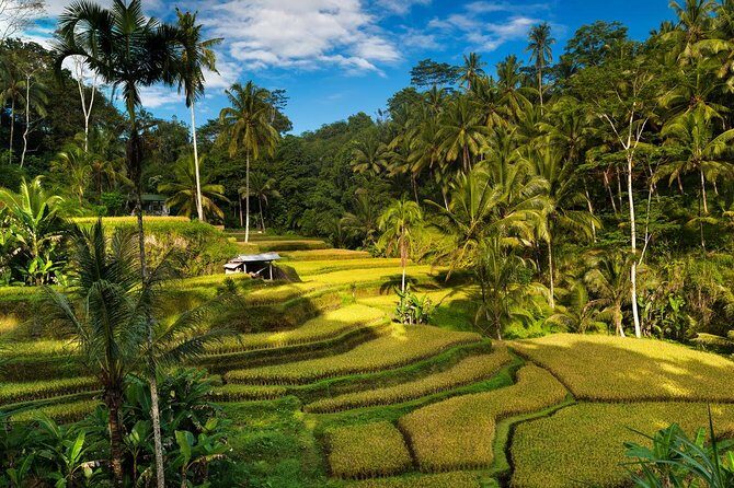 Private 4-Day Tours - Best Bali Tours Package - Best of Bali Highlights - The Itinerary Breakdown: What You’ll Experience