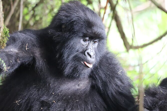 Private 4 Days Gorilla Trekking Tour and Lake Bunyonyi Visit - Key Points
