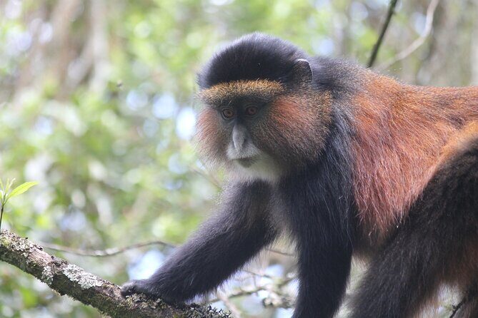 Private 4 Days Gorilla Trekking Tour and Lake Bunyonyi Visit - Final Thoughts