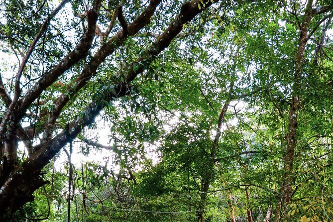 Private 4 hour Hiking Adventure + Breakfast in Nogalito Ecopark - Who’s This Tour Best For?