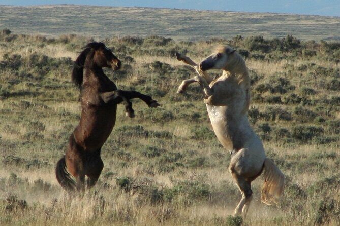 Private 4 Hour Red Canyon Wild Mustang Air Conditioned Van Tours - The Itinerary: What to Expect from Start to Finish