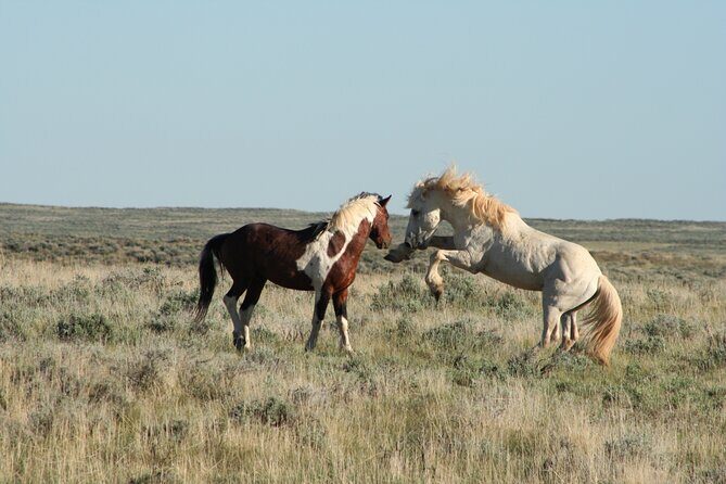 Private 4 Hour Red Canyon Wild Mustang Air Conditioned Van Tours - Final Thoughts: Who Will Love This Tour?