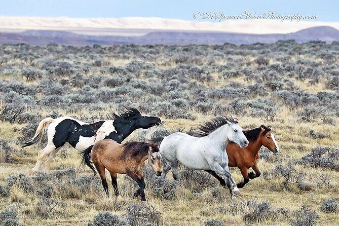 Private 4 Hour Red Canyon Wild Mustang Air Conditioned Van Tours - Final Verdict