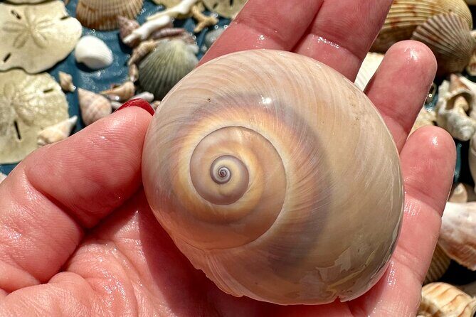 Private 4 Hour Shell Key Island Adventure Dolphins and Shells - Who Should Book This Tour?