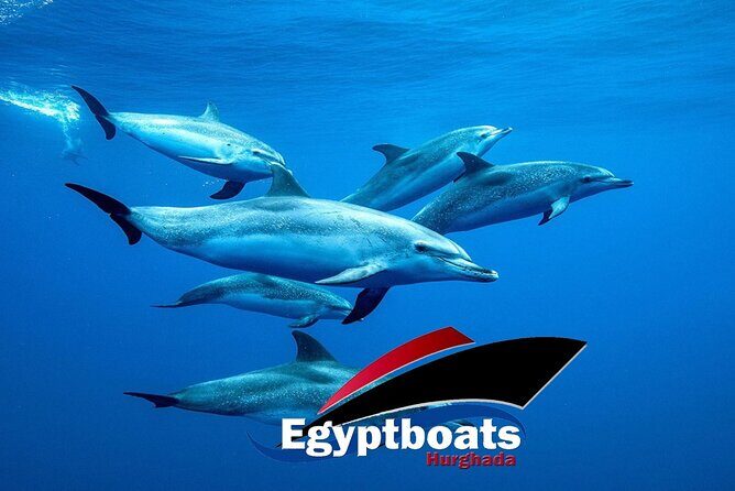 PRIVATE! | 4-hour Speed Boat Trip | Swim With Dolphins, Snorkeling & Island - Detailed Itinerary Breakdown