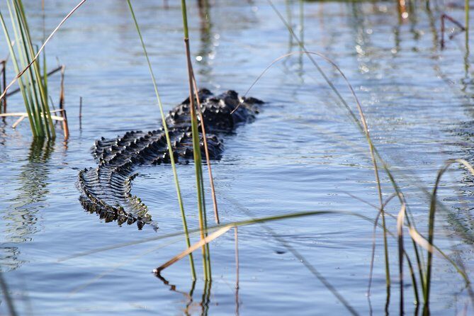 Private 4-hour Tour of Everglades from Miami Dade - The Upside of Private Service and Small Groups
