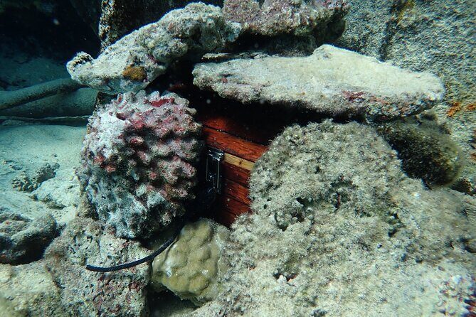 Private 4 Hours Reef Discovery Luxury Private Treasure Hunt in Bora Bora - A Closer Look at the Bora Bora Treasure Hunt Adventure
