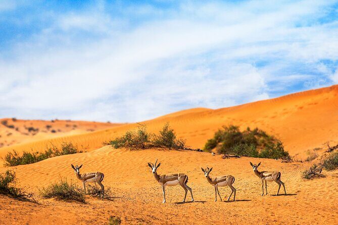 Private 4x4 Morning Desert Drive with Wildlife Experience & Sandboarding - FAQ