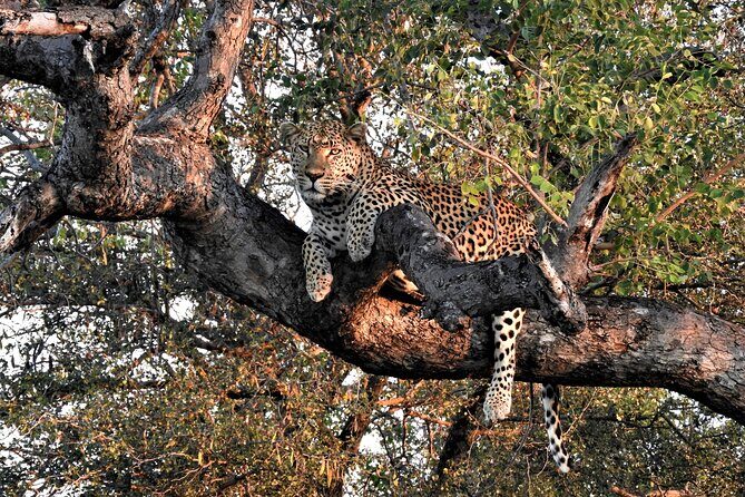 Private 4x4 Safari Tour in Kruger National Park - Key Points