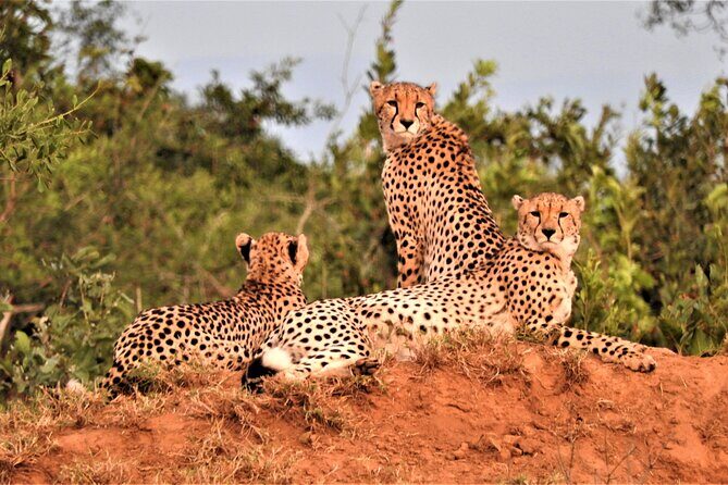 Private 4x4 Safari Tour in Kruger National Park - Who Would Love This Tour?