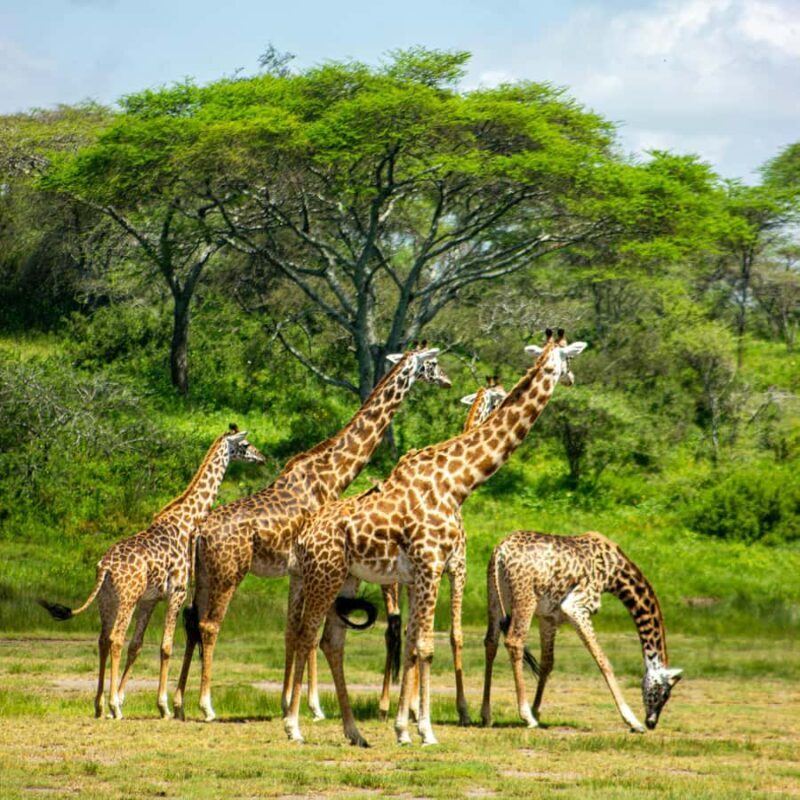Private 4x4 Vitara Safari in Arusha National Park - The Itinerary: What You’ll See and Do