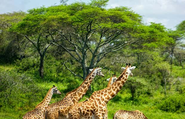 Private 4x4 Vitara Safari in Arusha National Park - FAQs