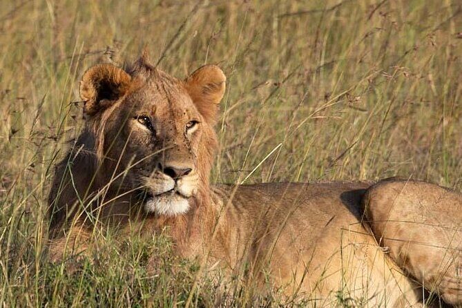 Private 5 Day Kenya Safari in Mara Lake Naivasha and Amboseli - A Deep Dive into the Safari Experience