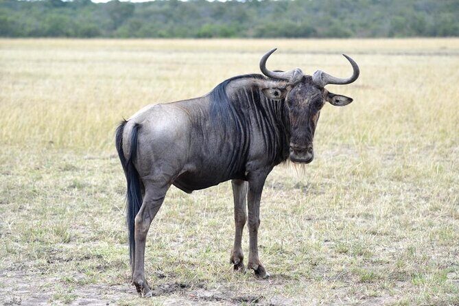 Private 5 Day Kenya Safari in Mara Lake Naivasha and Amboseli - Practical Tips for Travelers
