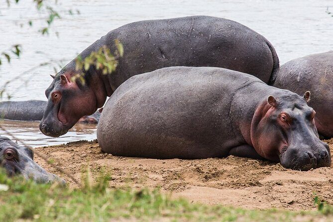 Private 5 Day Kenya Safari in Mara Lake Naivasha and Amboseli - FAQ