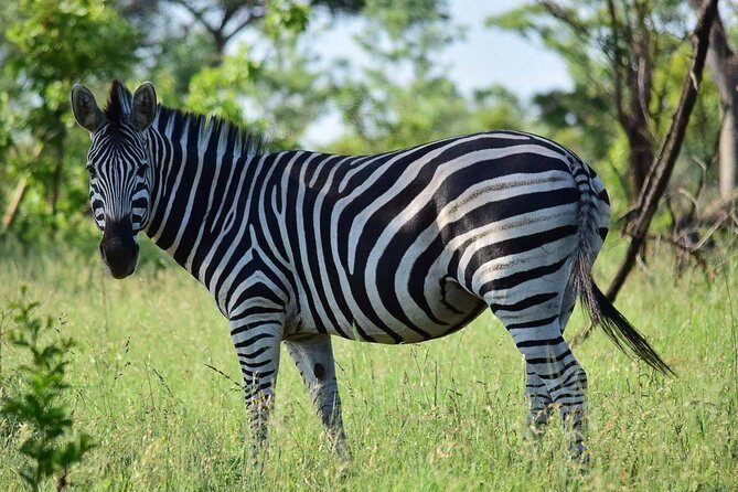 Private 5-Day Overnight Safari In Kruger Park from Skukuza Airport - Starting Your Adventure: Arrival and First Impressions