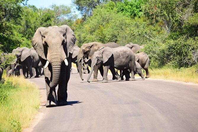 Private 5-Day Overnight Safari In Kruger Park from Skukuza Airport - Why You’ll Love the Guides and the Wildlife