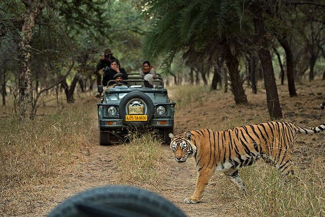 Private 5-Day Ranthambhore Tiger Tour from Delhi including the Taj Mahal, Agra and Jaipur - A Detailed Breakdown of the Itinerary