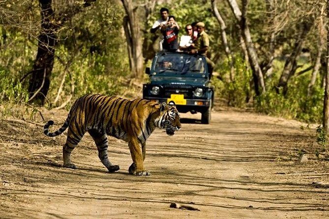 Private 5-Day Ranthambhore Tiger Tour from Delhi including the Taj Mahal, Agra and Jaipur - Real-World Traveler Feedback