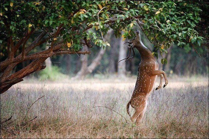 Private 5-Day Ranthambhore Tiger Tour from Delhi including the Taj Mahal, Agra and Jaipur - The Sum Up